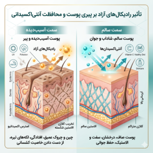 معجزه آنتیاکسیدانها برای پوست